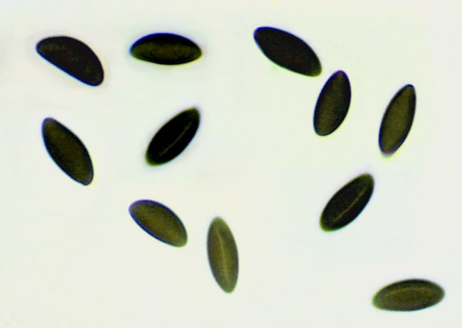 King Alfred's Cakes spores showing germ slit