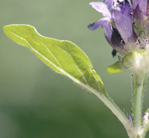 LEAF OF SELFHEAL