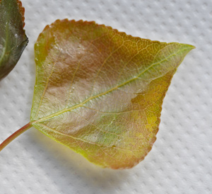 Young leaf of Lombardy Poplar