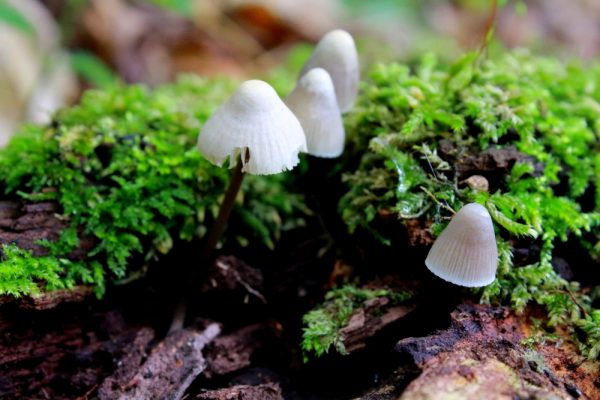 Milking Bonnet (Mycena galopus)