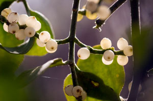 A problem with mistletoe ?