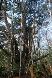 Monterey Pine - Pinus radiata