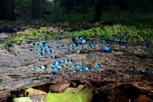 More tiny Green Elfcups