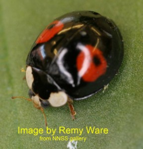 The harlequin ladybird