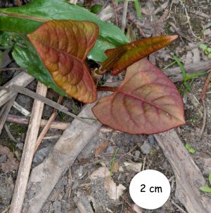 Japanese Knotweed