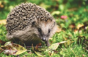 Hedgehog decline