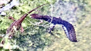 The great crested newt, a woodlands TV film.