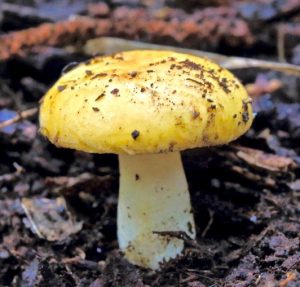 Set of Three Wooden Small Yellow Woodland Mushrooms