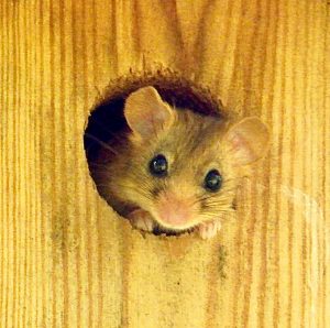 Our very own dormice - and boosting the dormouse population  