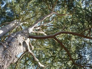 Volunteering for health and wellbeing at Tortworth arboretum