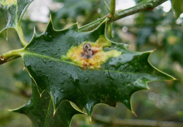 holly leaf miner paraziták)