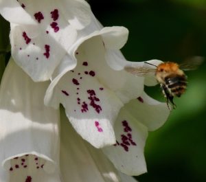 Flowers, nectar and 'mad honey'