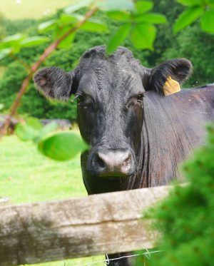 Trees, woodlands and methane