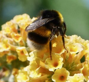 Bumblebees - 'neonics' further evidence.