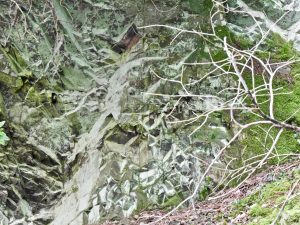 The geology of your woodland: looking for fossils in the rocks 