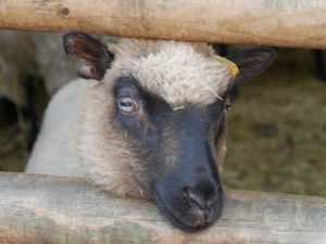 Greenhouse Gases, Goats Willow and sheep.