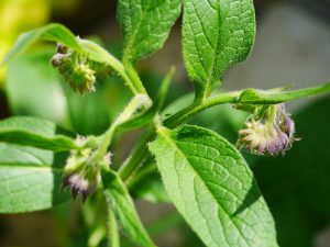 Comfrey,  Symphytum officinale