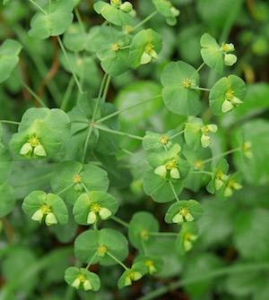 Wood spurge and The Euphorbias.