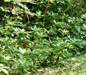 The lasting effect of Rhododendron ponticum in woodlands.