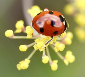 A surfeit of ladybirds