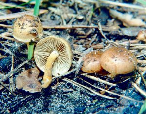 from wiki When a fire rages through a woodland or forest, lots of ash and other ‘material’ is left on the ground. From this debris, fungi are amongst the first forms of life to appear. Often these are the fruiting bodies of what are termed pyrophilous fungi. That is to say, they are fungi that cannot complete their life cycle without a fire and shortly after a fire, their fruiting bodies - the mushrooms appear. Quite how and where these fungi survive in between fires has long been debated. Now some answers have been provided by mycologists at the University of Illinois. It would seem that in between fires, these fungi ‘hide’ in mosses and lichens. The Illinois mycologists proposed that the fungi were present in the structures of various mosses and lichens and the burning of their ‘home’ initiated a reproductive phase of development. To test their working hypothesis, they collected soil samples, mosses and lichens from burned and unburned areas in the Great Smoky Mountains National Park. The samples were surface disinfected to remove any spores etc that might have been present on the outside, but then the lichens and mosses were examined in detail to see if the fungi were indeed present within their structures. One ‘fire-loving fungus’ - Pholiota highlandensis, was cultured from various moss samples and DNA studies confirmed the presence of other pyrophilous fungi in various moss and lichen species. The mosses and lichens may be acting as ‘protective shields’ that burn away during fire, but allow the fungus to survive. The soil temperatures during a fire would see a reduction in the number of other micro-organisms in the soil, so the lack of immediate competition would favour the pyrophilous fungi - as would the increase in soil alkalinity. It is known that pyrophilous fungi ‘prefer’ more alkaline condition for spore germination and growth of the mycelium (compared to other soil fungi). Pyrophilous fungal DNA was also found in the burned and unburned soil, so it is quite possible that their spores persist in the soil for long period of time but the fungi will only form fruiting bodies (sporocarps) after a fire. Quite what the exact trigger for this behaviour remains to be determined. https://en.m.wikipedia.org/wiki/File:Pholiota_highlandensis,_Carbofil1.jpg Аимаина хикари