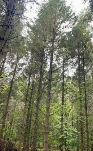 Prospecting for gold?