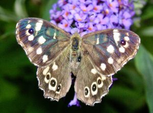 Big butterfly count - 2020.