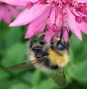 Bird and bumblebee decline