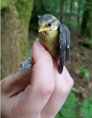 Woodland bird monitoring