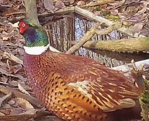 More on birds from Woodcock Wood:  Pheasants and Red Legged Partridge.