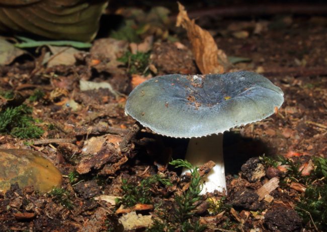 Powdery Brittlegill (Russula parazurea)