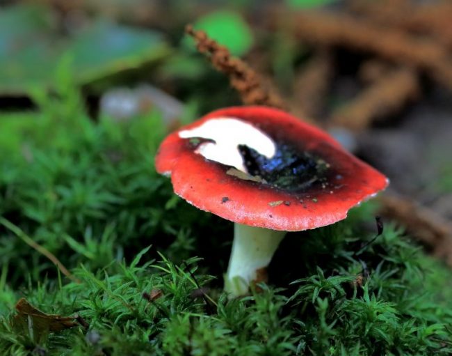 Probably Russula atrorubens