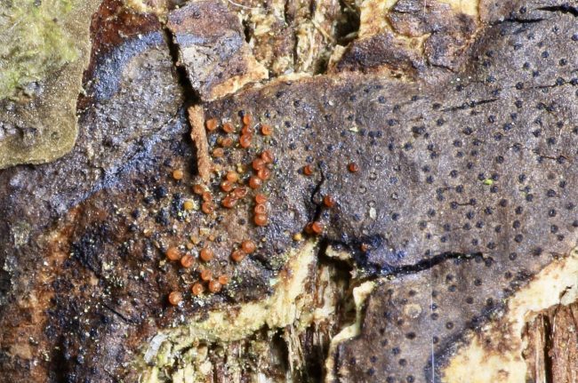 Pushing the camera's macro lens to the limit one notices the small red spheres of another fungi growing around the flat star-shaped ostioles of a Common Tarcrust