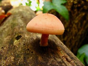 Monthly Mushroom: Wrinkled Peach (Rhodotus palmatus)