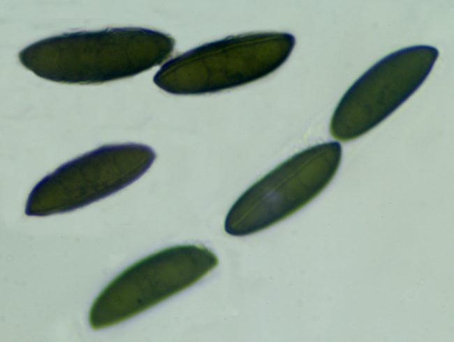 Rosellinia britannica spores showing the germ slit running the length of the less convex side, slightly sinuous and slightly oblique