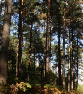 The onward march of the bark beetles