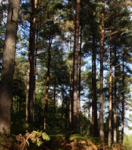 Scots Pine, fire, and capercaillies.