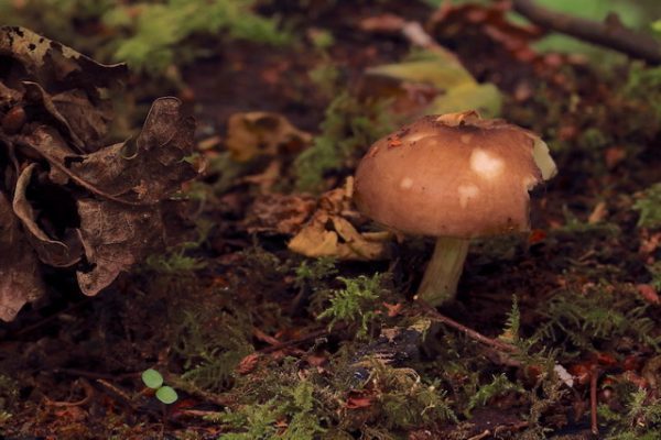 Slug bites show the white flesh beneath the cap skin of the Deer Shield mushroom