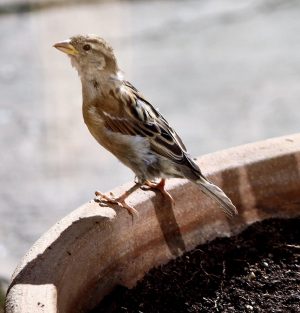 young sparrow