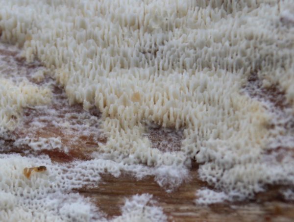 The surface of a Split Porecrust or Schizopora paradoxa in close up detail.