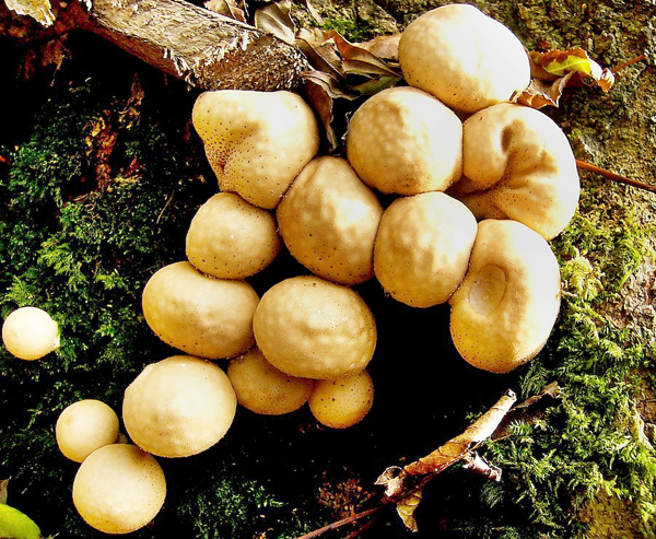 stump puffballs