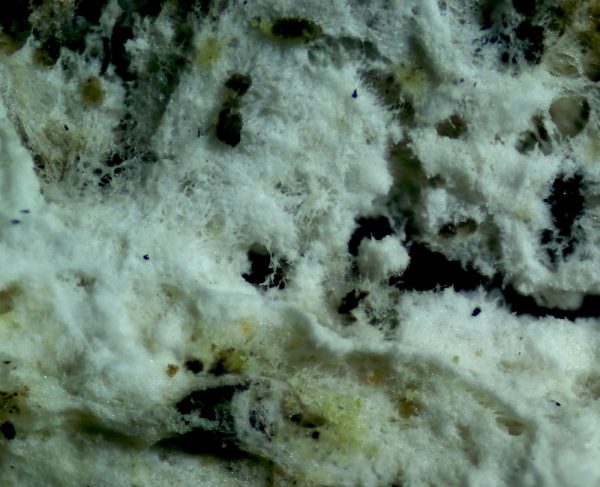 Surface of Elder Whitewash photographed through a microscope at x40 magnification