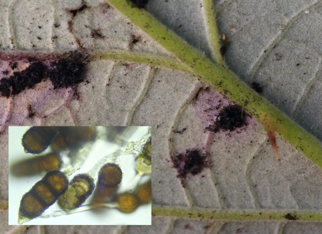 Telia and teliospores of the Blackberry Leaf Rust Phragmidium violaceum