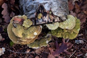 The Birch Mazegill (Trametes betulina)