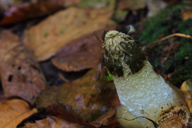 The Common Stinkhorn is as recognisable due to its foul smell as it is by its obscene form