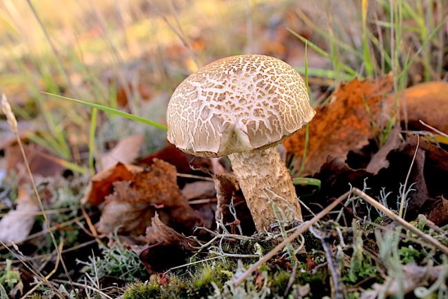 The Ghost Bolete