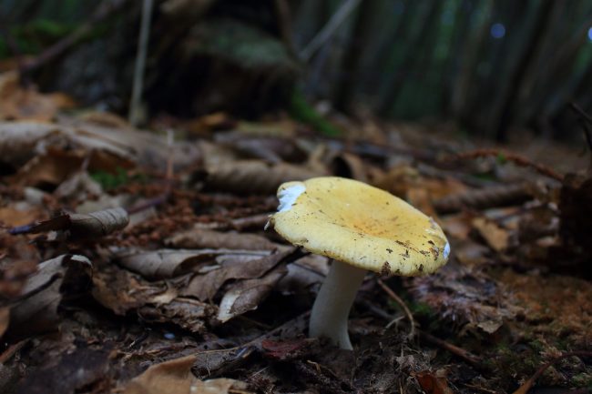 The Ochre Brittlegill has white whiter flesh than the more buff-coloured Geranium Brittlegill but also lacks a distinctive smell