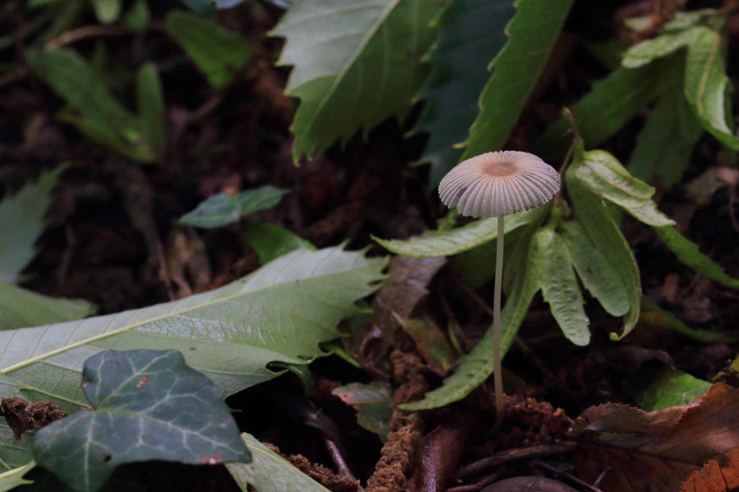 The Pleated Inkcap (Parasola plicatilis),