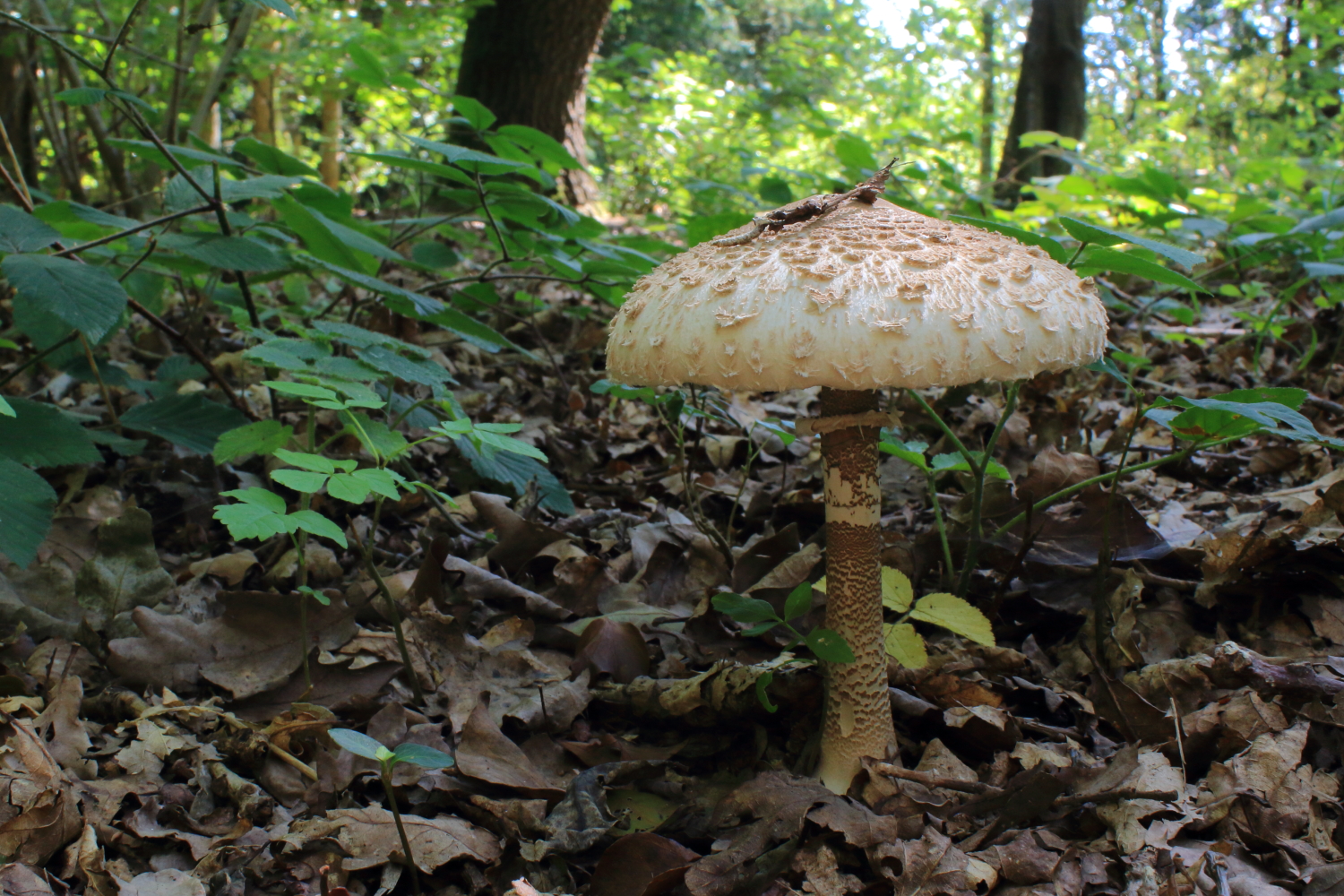 The Shaggy Parasol (Chlorophyllum rhacodes) possesses a long stalk and wide cap optimising it for spore production and dispersal, with a ring around its snakeskin stipe and floccose upperside to deter predators from getting to its gills.