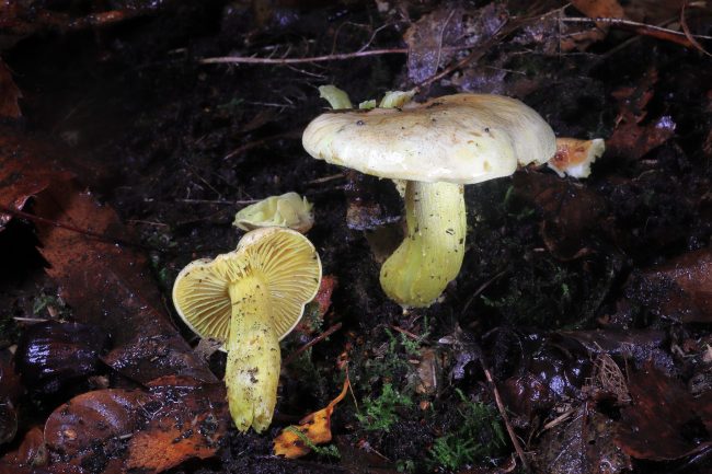 The Sulphur Knight has bright sulphurous yellow gills, flesh, cap and stem as well as a distinctly sulphurous smell.